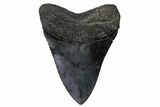 Fossil Megalodon Tooth - Bluish Highlights #148727-1
